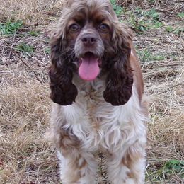 wren - Cocker Spaniel