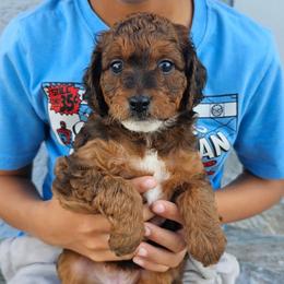 Bailey - Tri-color female Bernedoodle puppy in Daytona Beach, Florida from Beach Doodles