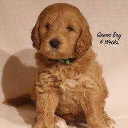 Lola's Green Boy - Apricot male Goldendoodle puppy in Coppell, Texas from Bethel Stream Goldendoodles