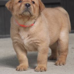 Labrador Retriever Puppies from Ivy Leash Labradors