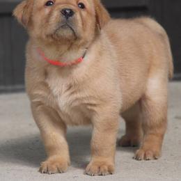 Labrador Retriever Puppies from Ivy Leash Labradors