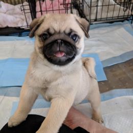 Pug Puppies from Pickwick Pugs