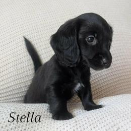 Dachshund Puppies from Destiny Dachsunds