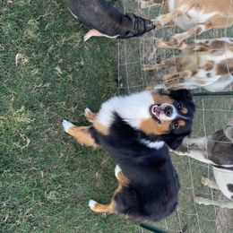 Miller - Australian Shepherd