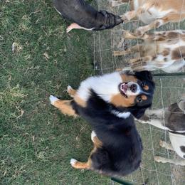 Miller - Australian Shepherd