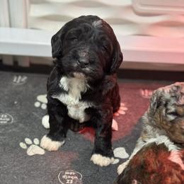 Brix - Phantom male Bernedoodle puppy in Petersburg, Michigan from Brittany’s Mini Bernedoodles