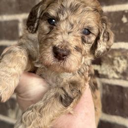 Snuggle Muffin - Merle male Goldendoodle puppy in Mc Kinney, Texas from Flair Doodles