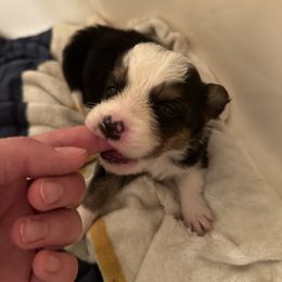 Border Collie Puppies from Athena’s Collies