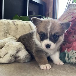 Samuel - Pembroke Welsh Corgi puppy from My Shepherd’s Dream Farm Corgis