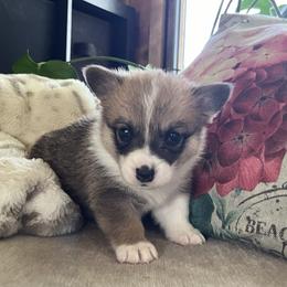 Samuel - Pembroke Welsh Corgi puppy from My Shepherd’s Dream Farm Corgis