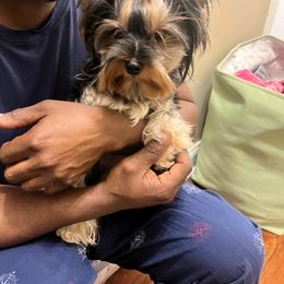 Rosa - Yorkshire Terrier