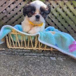 Poodle, Shichon, Shihpoo, Shih Tzu, and Shorkie Puppies from Ever After Tails