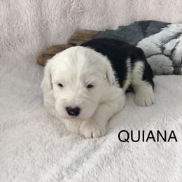 QUIANA - Blue gray and white female Old English Sheepdog puppy in Baltimore, Maryland from Misty Blue’s Old English Sheepdogs