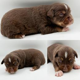 Red tri female 2 - Red tri female Miniature Australian Shepherd puppy in Brooker, Florida from Honey, I Shrunk the Aussies