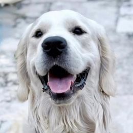 Drakey Boy - Golden Retriever