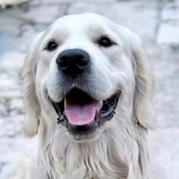 Drakey Boy - Golden Retriever