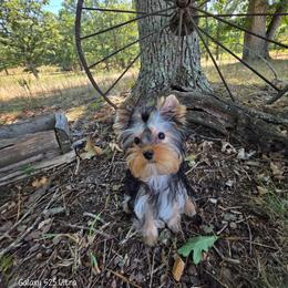 Tanner - Black and tan male Yorkshire Terrier puppy in Salem, Missouri from Tiny Tot Yorkies