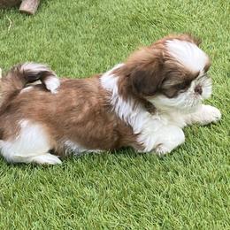 Cooper - Liver and white male Shih Tzu puppy in Wyoming, Michigan from Shih Tzu Shenanigans