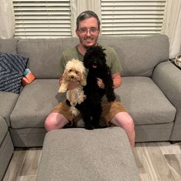 Poodle Puppies from Toy Poodle Kingdom