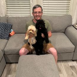 Poodle Puppies from Toy Poodle Kingdom