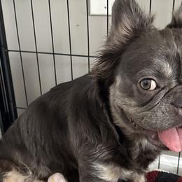 French Bulldogs from Rae Ceja