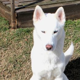 Elsa - Siberian Husky