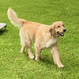 Coraline - Golden Retriever