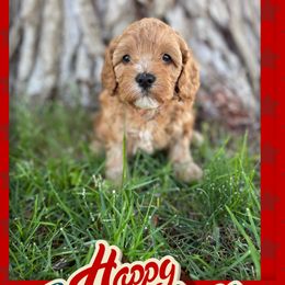 Cavapoo Puppies from Preston’s cavapoos