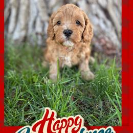 Cavapoo Puppies from Preston’s cavapoos
