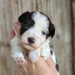Girl 1 - Liver female Miniature Schnauzer puppy in Brenham, Texas from Ashley Martinez