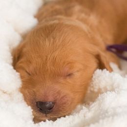 Goldendoodle Puppies from Small World Doodles