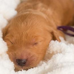 Goldendoodle Puppies from Small World Doodles