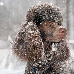 Poodles from Arreau