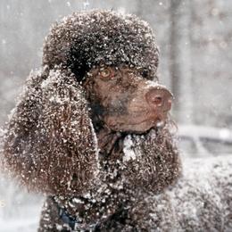 Poodles from Arreau