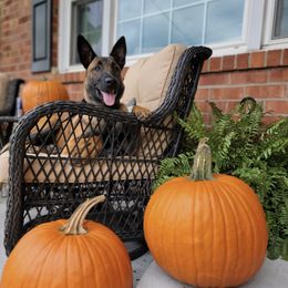 Australian Shepherd, Belgian Malinois, and Dutch Shepherd All Grown Up from Paws Laws k9