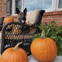 Australian Shepherd, Belgian Malinois, and Dutch Shepherd All Grown Up from Paws Laws k9