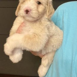 Luna - Brown and white female Sheepadoodle puppy in Winfield, Alabama from Rose Lane Doodles