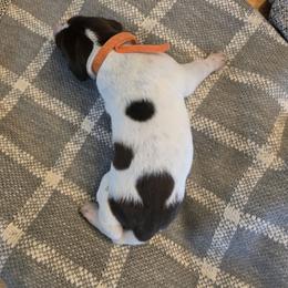 Orange Male - Liver and white male German Shorthaired Pointer puppy in Linton, Indiana from Red White and Blue Kennel