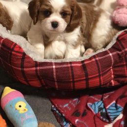 Cavalier King Charles Spaniel Puppies from Cavalier Kisses