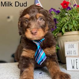 Aussiedoodle and Bernedoodle Puppies from Rowe Farms Aussiedoodles