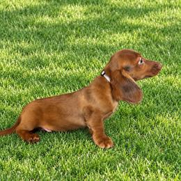 Joe - Dapple male Dachshund puppy in Sedalia, Missouri from Sho Me Spots