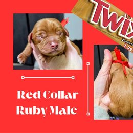 Twix - Ruby male Cavalier King Charles Spaniel puppy in Willmar, Minnesota from Starlite Cavaliers