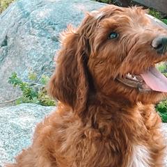Gust - Irish Doodle puppy in New Mexico from Foxrun Litters