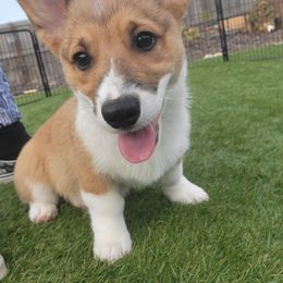 Mr. Zeus - Sable male Pembroke Welsh Corgi puppy in Lompoc, California from Point Conception Corgis