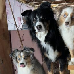Miniature Australian Shepherds and Toy Australian Shepherds from Spirited Dreams Toy Aussies