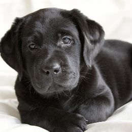 Labrador Retriever Puppies from Barefoot Labradors