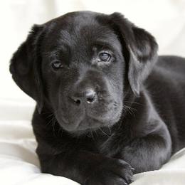 Labrador Retriever Puppies from Barefoot Labradors