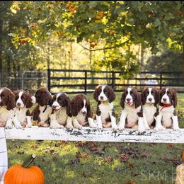 English Springer Spaniel Puppies from Wildwood