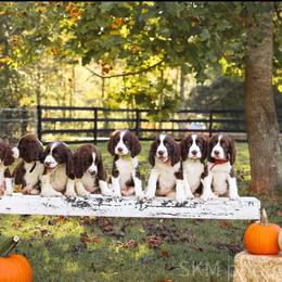 English Springer Spaniel Puppies from Wildwood