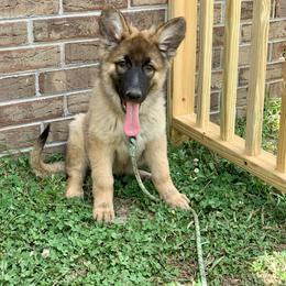 German Shepherd and Miniature American Shepherd Puppies from Bouchard’s Best Shepherds